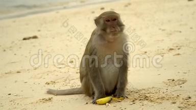 成年猴子坐在奥斯特沃的海滩上吃香蕉。 有趣的猴子坐在沙子上。 猴子岛